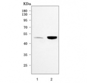 Western blot testing of human 1) MOLT4 and 2) 293T cell lysate with RGL4 antibody. Predicted molecular weight ~52 kDa.