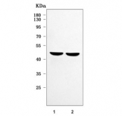 Western blot testing of human 1) 293T and 2) HeLa cell lysate with RNF34 antibody. Predicted molecular weight ~42 kDa.