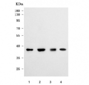 Western blot testing of 1) human HeLa, 2) human SH-SY5Y, 3) human U-87 MG and 4) mouse brain tissue lysate with Ribonuclease H1 antibody. Predicted molecular weight ~32 kDa.