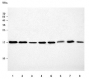 Western blot testing of 1) human HeLa, 2) human HepG2, 3) human ThP-1, 4) human MCF7, 5) rat liver, 6) rat brain, 7) mouse liver and 8) mouse brain tissue lysate with RPS14 antibody. Predicted molecular weight ~16 kDa.