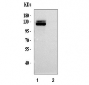 Western blot testing of human 1) HEL and 2) HeLa cell lysate with ITGA2B antibody. Predicted molecular weight ~113 kDa but may be observed at higher molecular weights due to glycosylation.