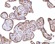 IHC staining of FFPE human placental tissue with RPS15A antibody. HIER: boil tissue sections in pH8 EDTA for 20 min and allow to cool before testing.