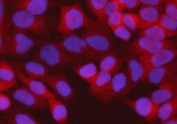 Immunofluorescent staining of FFPE human HeLa cells with RPS15A antibody (red) and DAPI nuclear stain (blue). HIER: steam section in pH6 citrate buffer for 20 min.