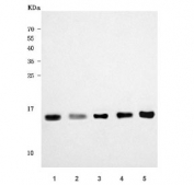 estern blot testing of 1) human HepG2, 2) human ThP-1, 3) human 293T, 4) rat RH35 and 5) mouse NIH 3T3 cell lysate with RPS15A antibody. Predicted molecular weight ~15 kDa.