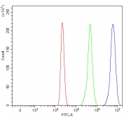Flow cytometry testing of human HL60 cells with RPS15A antibody at 1ug/million cells (blocked with goat sera); Red=cells alone, Green=isotype control, Blue= RPS15A antibody.