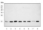 Western blot testing of 1) human A549, 2) human HeLa, 3) human K562, 4) human MCF7, 5) rat liver, 6) rat RH35, 7) mouse liver and 8) mouse NIH 3T3 cell lysate with RPS25 antibody. Predicted molecular weight ~14 kDa.