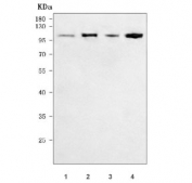 Western blot testing of mouse 1) heart, 2) liver, 3) HEPA1-6 and 4) C2C12 cell lysate with OGFr antibody. Predicted molecular weight ~71 kDa, can be observed at 90-110 kDa.