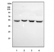 Western blot testing of human 1) HeLa, 2) Jurkat, 3) 293T and 4) HepG2 cell lysate with RTCB antibody. Predicted molecular weight ~55 kDa.