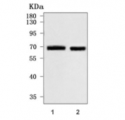 Western blot testing of human 1) A431 and 2) 293T cell lysate with Rhotekin antibody. Predicted molecular weight ~63 kDa.