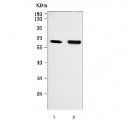 Western blot testing of 1) human placenta and 2) monkey COS-7 cell lysate with RUFY4 antibody. Predicted molecular weight ~64 kDa.