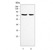 Western blot testing of 1) human 293T and 2) monkey COS-7 cell lysate with RUNDC1 antibody. Predicted molecular weight ~68 kDa.
