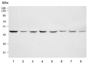 Western blot testing of 1) human HepG2, 2) human Jurkat, 3) human MCF7, 4) human PC-3, 5) rat brain, 6) rat liver, 7) mouse brain and 8) mouse liver tissue lysate with OLA1 antibody. Predicted molecular weight ~45 kDa.