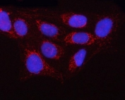 Immunofluorescent staining of FFPE human U-2 OS cells with OLA1 antibody (red) and DAPI nuclear stain (blue). HIER: steam section in pH6 citrate buffer for 20 min.