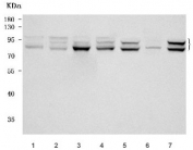 Western blot testing of 1) human Ramos, 2) human HeLa, 3) human PANC-1, 4) human MCF7, 5) rat brain, 6) mouse eye and 7) mouse brain tissue lysate with Dynamin-like 120 kDa protein antibody. Predicted molecular weight: 111-120 kDa with multiple smaller isoforms from 81-95 kDa.