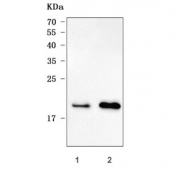 Western blot testing of human 1) 293T and 2) A549 cell lysate with Optic atrophy 3 antibody. Predicted molecular weight ~20 kDa.