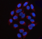 Immunofluorescent staining of FFPE human U-2 OS cells with SSBP1 antibody (red) and DAPI nuclear stain (blue). HIER: steam section in pH6 citrate buffer for 20 min.