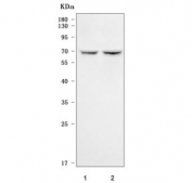 Western blot testing of human 1) PC-3 and 2) U-251 cell lysate with RUFY2 antibody. Predicted molecular weight ~70 kDa.