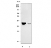 Western blot testing of 1) human ARPE-19 and 2) monkey RF/6A cell lysate with Opticin antibody. Predicted molecular weight ~37 kDa but may be observed at a higher molecular weight due to glycosylation.