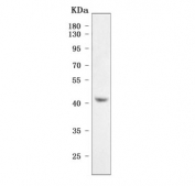 Western blot testing of human ThP-1 cell lysate with OXER1 antibody. Predicted molecular weight ~41 kDa.