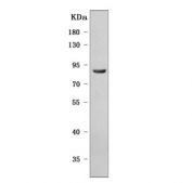 Western blot testing of human RT4 cell lysate with PLC-delta-3 antibody. Predicted molecular weight ~89 kDa.