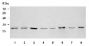 Western blot testing of 1) human HeLa, 2) human HepG2, 3) human MCF7, 4) human placenta, 5) rat liver, 6) rat PC-12, 7) mouse liver and 8) mouse C2C12 cell lysate with OSTF1 antibody. Predicted molecular weight ~24 kDa, commonly observed at 24-28 kDa.
