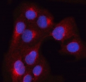 Immunofluorescent staining of FFPE human U-2 OS cells with OSTF1 antibody (red) and DAPI nuclear stain (blue). HIER: steam section in pH6 citrate buffer for 20 min.