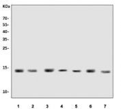 Western blot testing of human 1) U-937, 2) RT4, 3) PC-3, 4) HeLa, 5) HepG2, 6) U-2 OS and 7) HL60 cell lysate with DAP-1 antibody. Predicted molecular weight ~11 kDa, observed at 11-15 kDa due to phosphorylation.