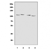 Western blot testing of 1) rat pancreas, 2) mouse kidney, 3) mouse pancreas and 4) mouse RAW264.7 cell lysate with EIF3C antibody. Predicted molecular weight ~105 kDa.