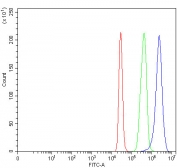 Flow cytometry testing of fixed and permeabilized human 293T cells with RAB39A/B antibody at 1ug/million cells (blocked with goat sera); Red=cells alone, Green=isotype control, Blue= RAB39A/B antibody.