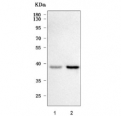 Western blot testing of human 1) 293T and 2) HepG2 cell lysate with TWF2 antibody. Predicted molecular weight ~39 kDa.