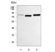 Western blot testing of 1) human HeLa, 2) rat brain and 3) mouse brain tissue lysate with Rabphilin 3A antibody. Predicted molecular weight ~77 kDa.