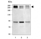 Western blot testing of human 1) PC-3, 2) K562 and 3) HEL cell lysate with PRRC2C antibody. Predicted molecular weight: 296-317 kDa (multiple isoforms).