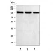 Western blot testing of human 1) HeLa, 2) 293T and 3) K562 cell lysate with NCAPH antibody. Predicted molecular weight: ~83 kDa, routinely observed at 90-97 kDa.