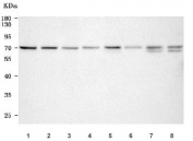 Western blot testing of 1) human 293T, 2) human HeLa, 3) human Jurkat, 4) rat brain, 5) rat kidney, 6) mouse brain, 7) mouse kidney and 8) mouse SP2/0 cell lysate with PPWD1 antibody. Predicted molecular weight ~74 kDa.