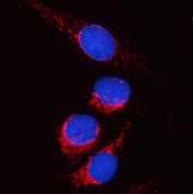Immunofluorescent staining of FFPE human U-2 OS cells with PYCR2 antibody (red) and DAPI nuclear stain (blue). HIER: steam section in pH6 citrate buffer for 20 min.