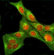 Immunofluorescent staining of FFPE human U-2 OS cells with SIX4 antibody (red) and Beta Tubulin mAb (green). HIER: steam section in pH6 citrate buffer for 20 min.
