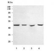 Western blot testing of 1) human HeLa, 2) human 293T, 3) rat brain and 4) mouse brain tissue lysate with NECAB3 antibody. Predicted molecular weight ~44 kDa.