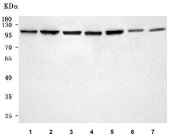 Western blot testing of 1) human HeLa, 2) human Jurkat, 3) human RT4, 4) rat thymus, 5) rat PC-12, 6) mouse thymus and 7) mouse ANA-1 cell lysate with Semaphorin 4A antibody. Predicted molecular weight ~84 kDa but may be observed at higher molecular weights due to glycosylation.