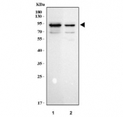 Western blot testing of human 1) RT4 and 2) Caco-2 cell lysate with IKB zeta antibody. Predicted molecular weight: 64-78 kDa (multiple isoforms), commonly observed at 75-85 kDa.