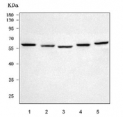 Western blot testing of 1) human ThP-1, 2) human SH-SY5Y, 3) rat brain, 4) mouse brain and 5) mouse NIH 3T3 cell lysate with PYROXD1 antibody. Predicted molecular weight ~56 kDa, ~48 kDa (two isoforms).