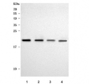 Western blot testing of 1) human 293T, 2) human K562, 3) rat H9C2(2-1) and 4) mouse Neuro-2a cell lysate with KEPI antibody. Predicted molecular weight ~18 kDa.