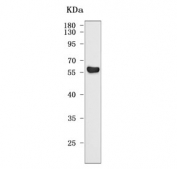 Western blot testing of human SH-SY5Y cell lysate with TTC29 antibody. Predicted molecular weight: 55-58 kDa (two isoforms).