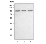 Western blot testing of human 1) HEL, 2) SH-SY5Y and 3) U-2 OS cell lysate with PSD2 antibody. Predicted molecular weight ~85 kDa, commonly observed at 85-95 kDa.