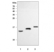 Western blot testing of 1) human Jurkat, 2) rat kidney and 3) mouse kidney tissue lysate with TXNDC17 antibody. Predicted molecular weight ~14 kDa.