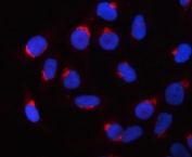 Immunofluorescent staining of FFPE human HeLa cells with PRRC1 antibody (red) and DAPI nuclear stain (blue). HIER: steam section in pH6 citrate buffer for 20 min.
