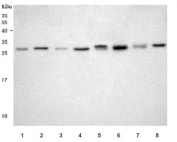 Western blot testing of 1) human SH-SY5Y, 2) human HepG2, 3) human A431, 4) human Jurkat, 5) rat liver, 6) rat RH35, 7) mouse liver and 8) mouse NIH 3T3 cell lysate with NANP antibody. Predicted molecular weight ~28 kDa.