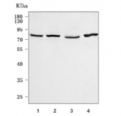 Western blot testing of 1) human U-251, 2) human K562, 3) human PC-3 and 4) mouse kidney tissue lysate with SCFD2 antibody. Predicted molecular weight: 70-75 kDa (two isoforms).