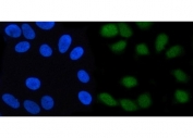 Immunofluorescent staining of FFPE human HeLa cells with SCFD2 antibody (green) and DAPI nuclear stain (blue). HIER: steam section in pH6 citrate buffer for 20 min.