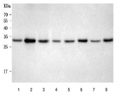 Western blot testing of 1) human HaCaT, 2) human PC-3, 3) human A431, 4) human SiHa, 5) rat brain, 6) rat PC-12, 7) mouse brain and 8) mouse NIH 3T3 cell lysate with REEP3 antibody. Predicted molecular weight ~29 kDa (two isoforms).