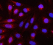 Immunofluorescent staining of FFPE human U-2 OS cells with REEP3 antibody (red) and DAPI nuclear stain (blue). HIER: steam section in pH6 citrate buffer for 20 min.